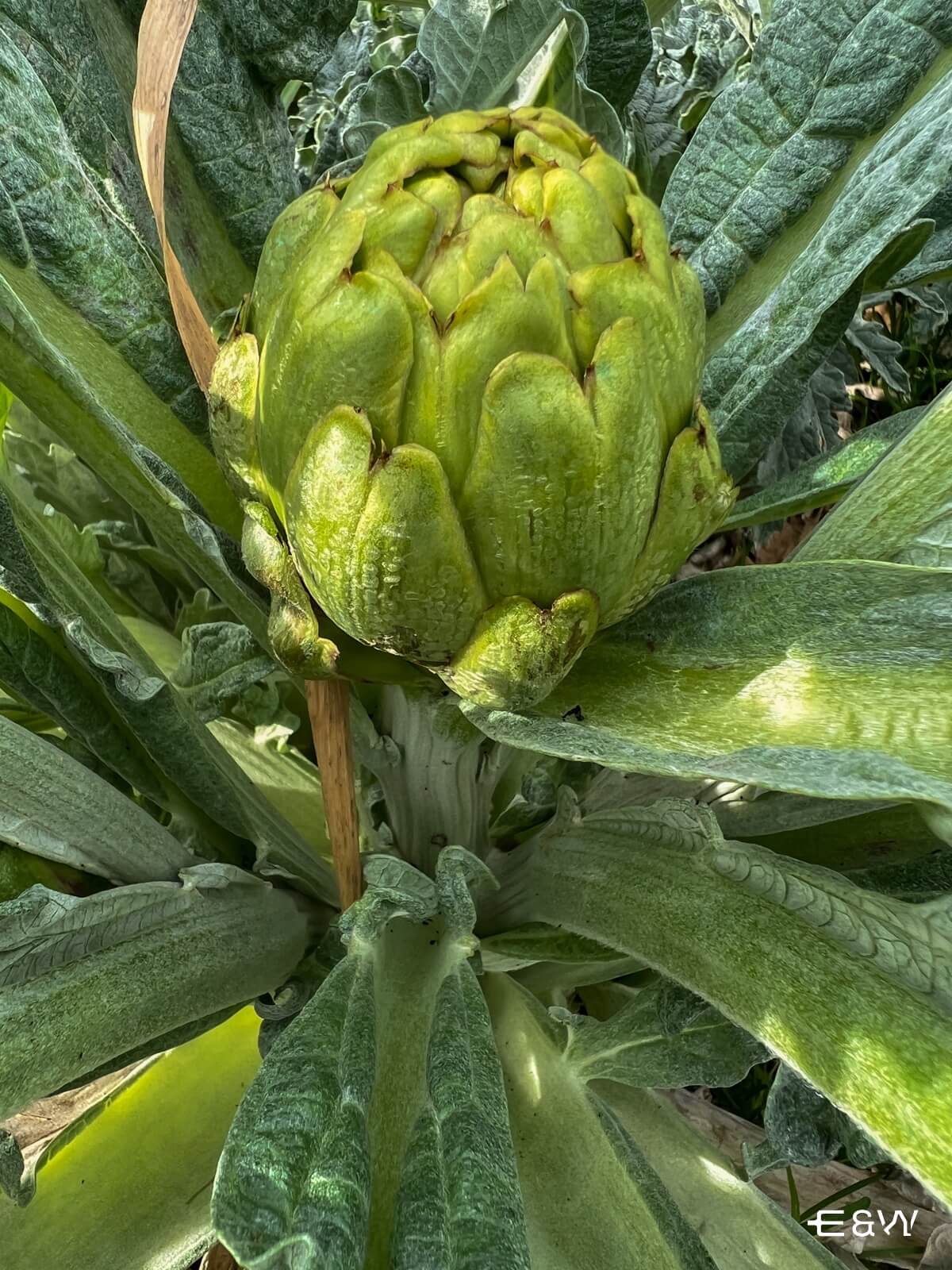 Cuisine of Navarre and Aragon: Typical dishes and more - Tudela artichoke