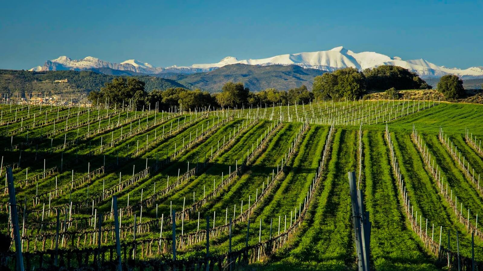 Gastronomía de Navarra y Aragón: platos típicos y más - Viñedos de  D.O. Somontano