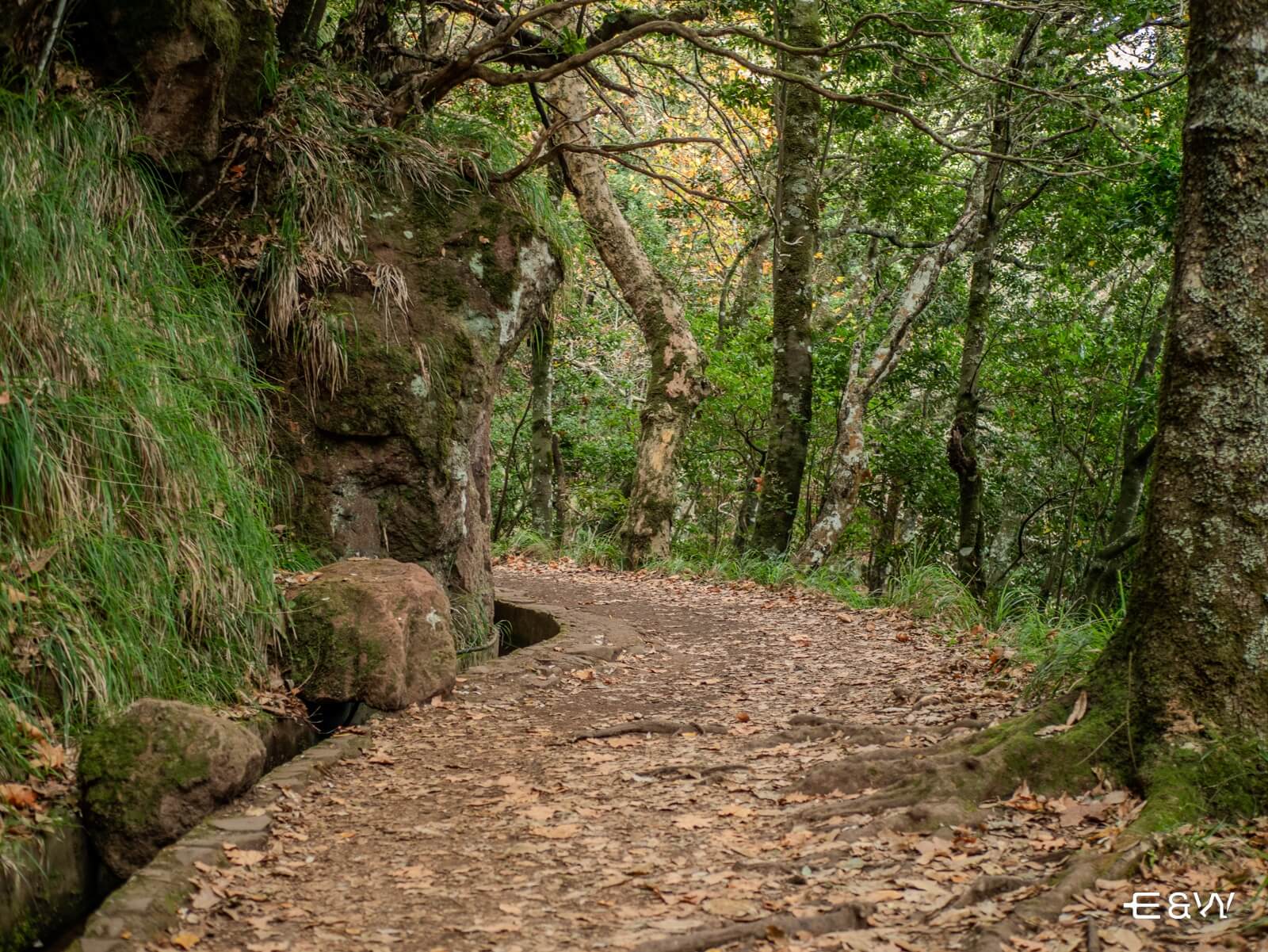 What to do in Madeira: Unmatched Flavors and Beauty - Levada Walk in Madeira