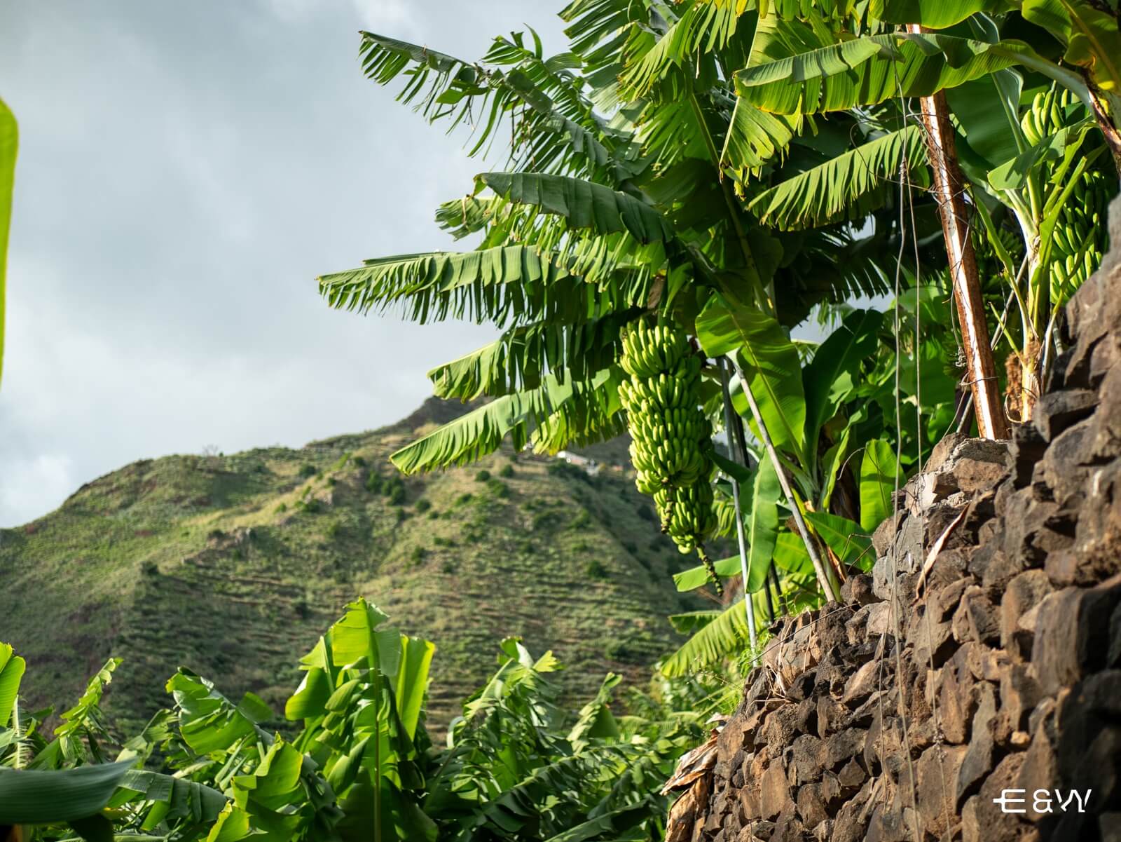 Qué hacer en Madeira: sabores y belleza incomparables - Plantacion de Banana en Madeira