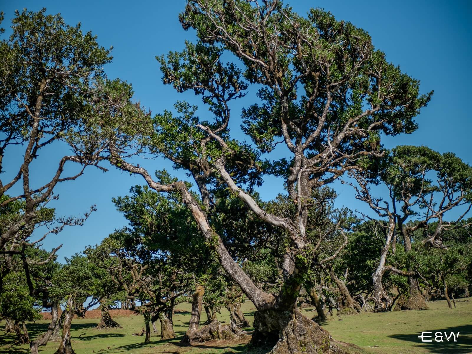 Qué hacer en Madeira: sabores y belleza incomparables - Bosque del Fanal en Ribeira da Janela