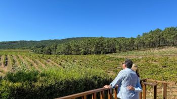 Tour por la Región Vinícola de Albariño y el Pueblo Costero de Baiona desde Vigo o Baiona