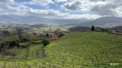 Beyond Borders: Galicia & Portugal - Rías Baixas & Vinho Verde Tour